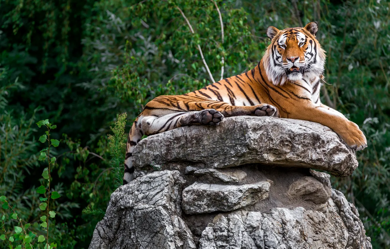Photo wallpaper look, face, tiger, pose, stones, lies
