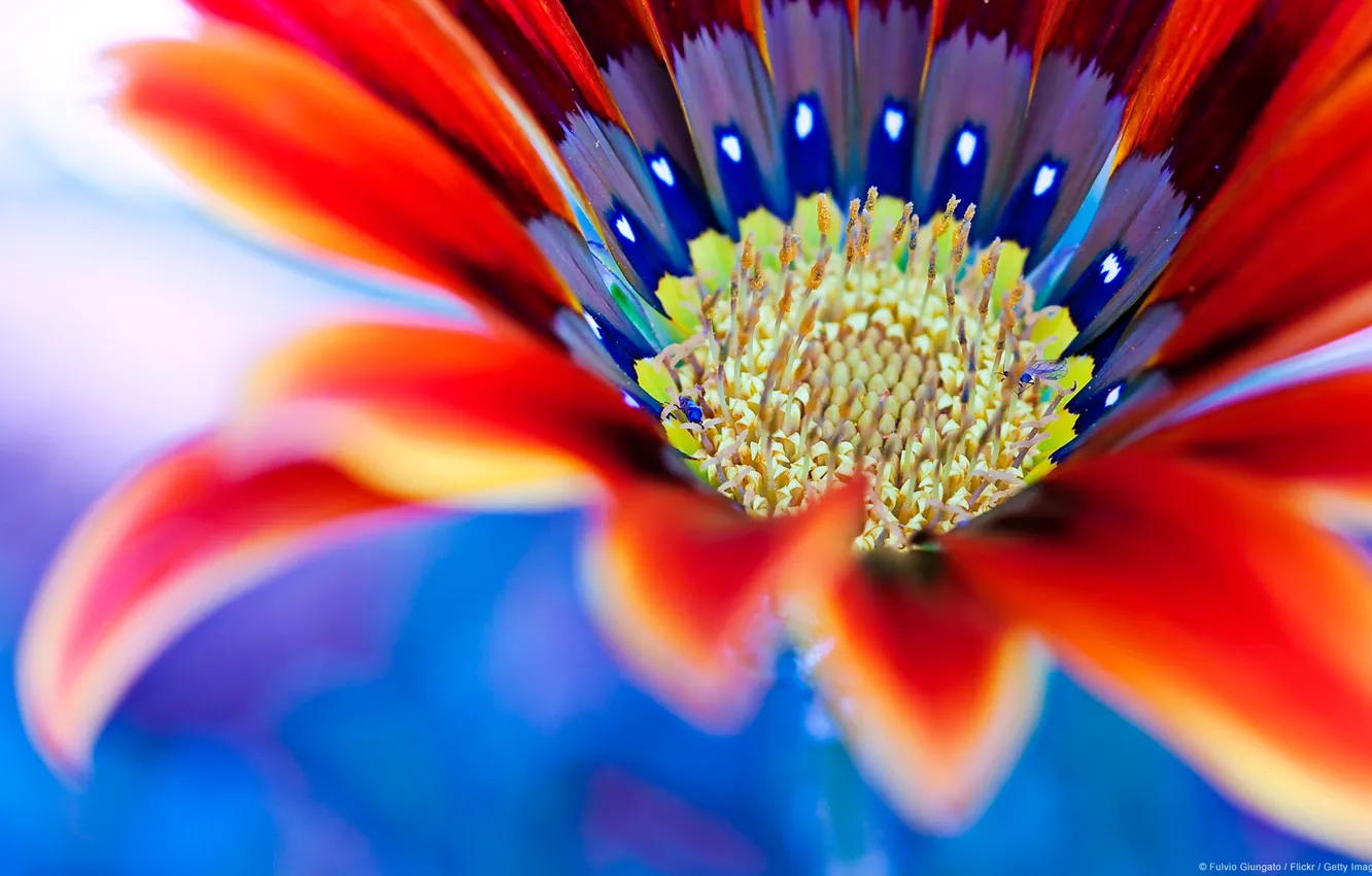 Photo wallpaper macro, flowers, flower, the flower