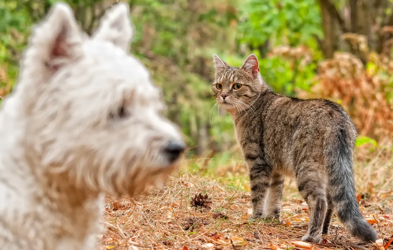 Photo wallpaper look, dog, Koshak, Tomcat