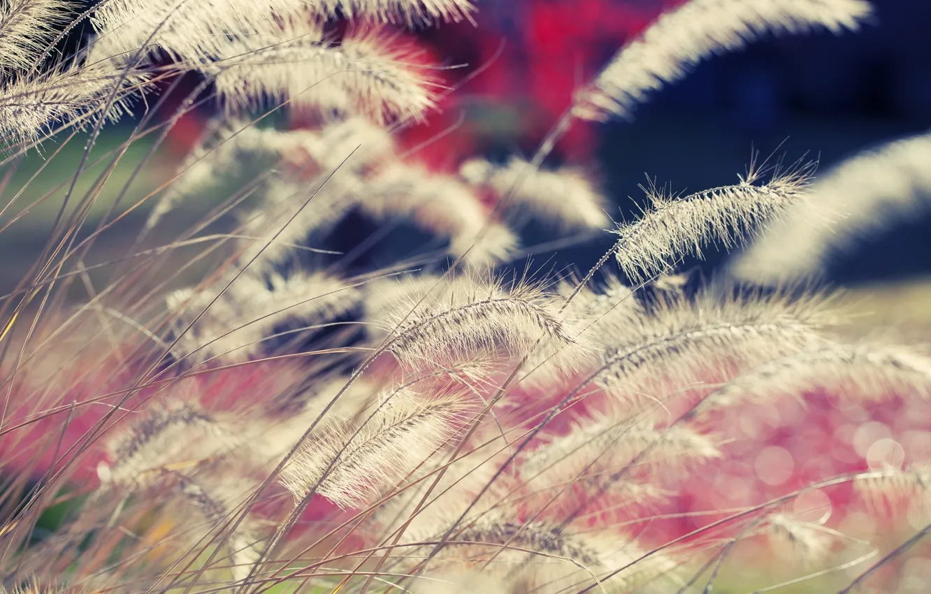 Photo wallpaper macro, nature, photo, Wallpaper, plant, color, light, picture