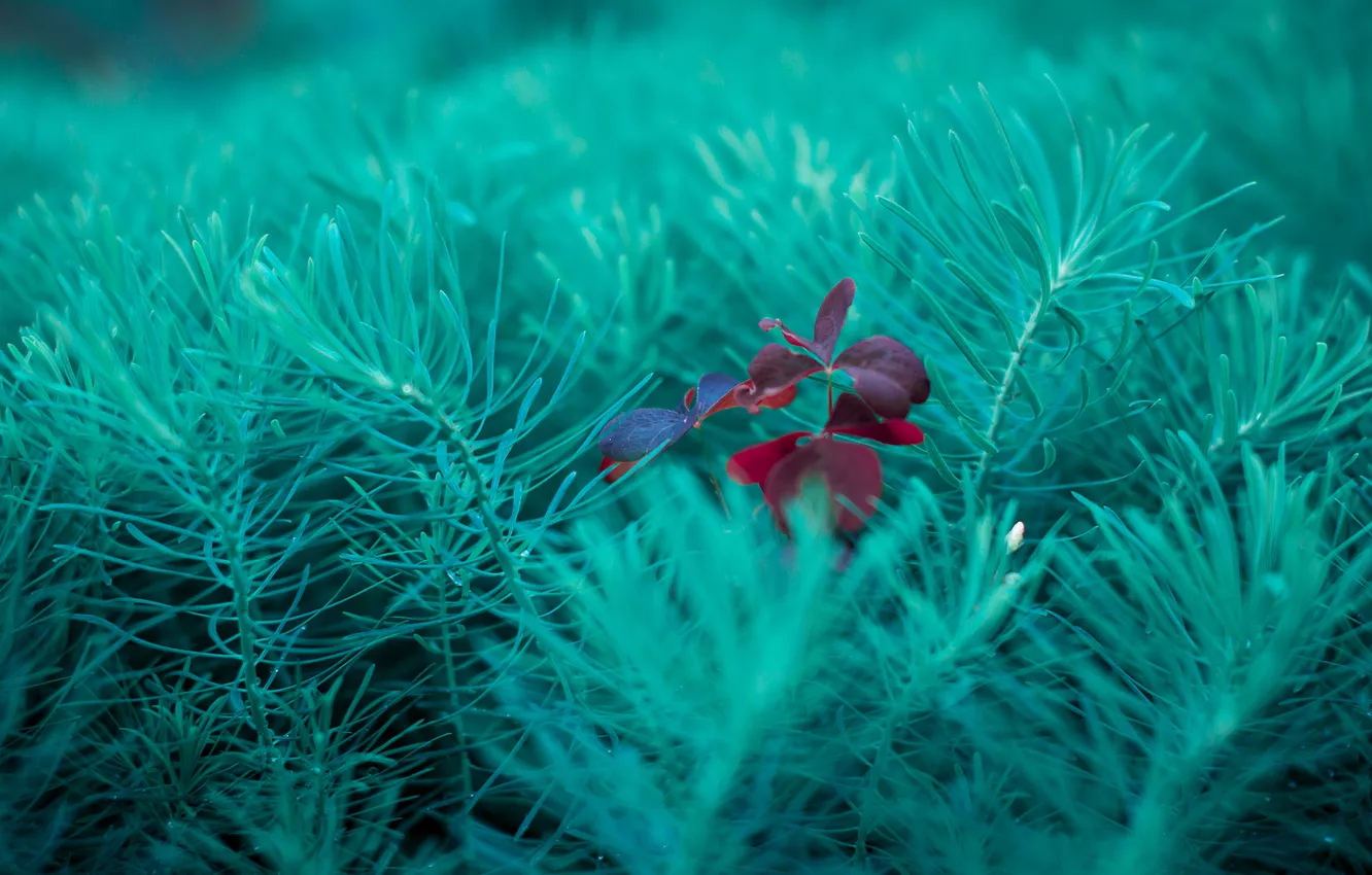 Photo wallpaper summer, macro, pavelbadrtdinov