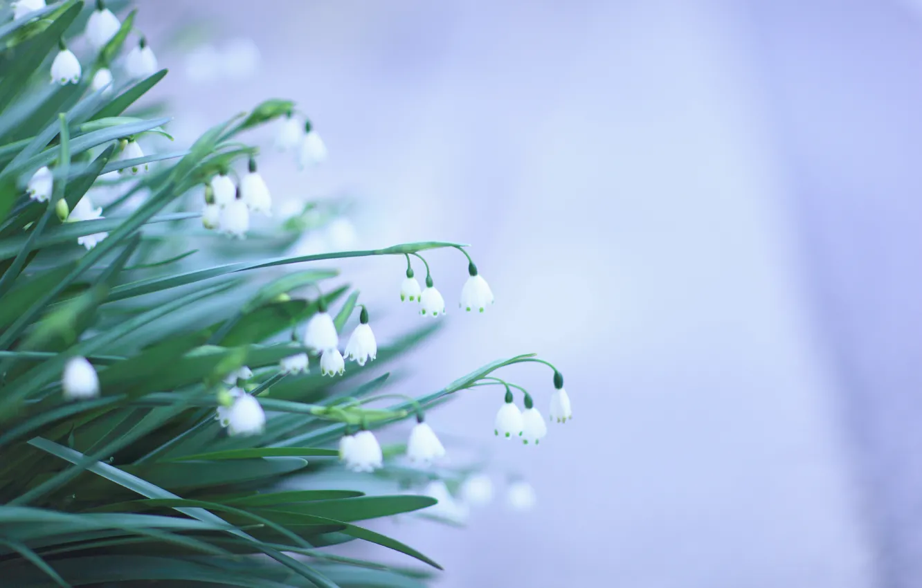 Photo wallpaper leaves, flowers, background, spring, green, snowdrops, white