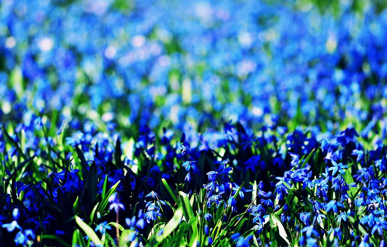 Photo wallpaper field, flowers, background, widescreen, Wallpaper, blue, wallpaper, flowers