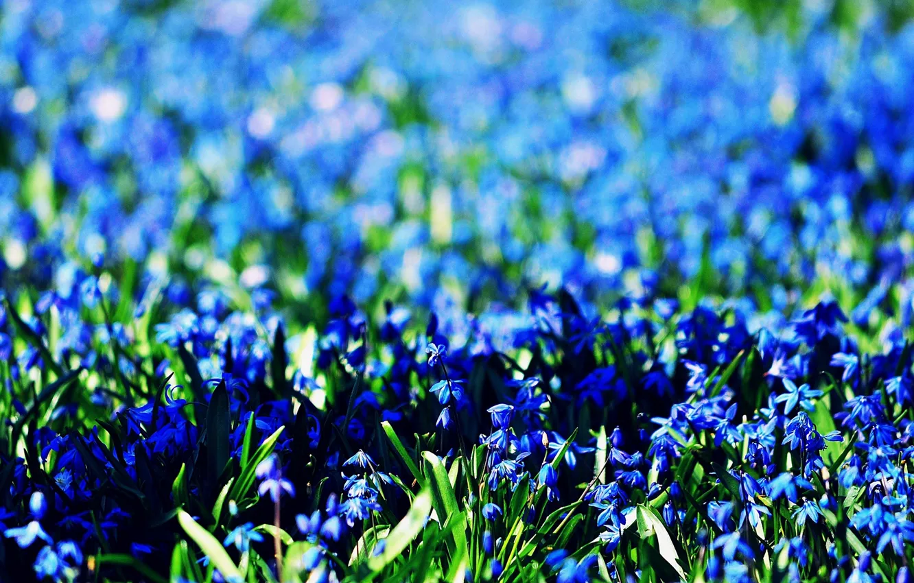 Photo wallpaper field, flowers, blue, background, blue, widescreen, Wallpaper, wallpaper