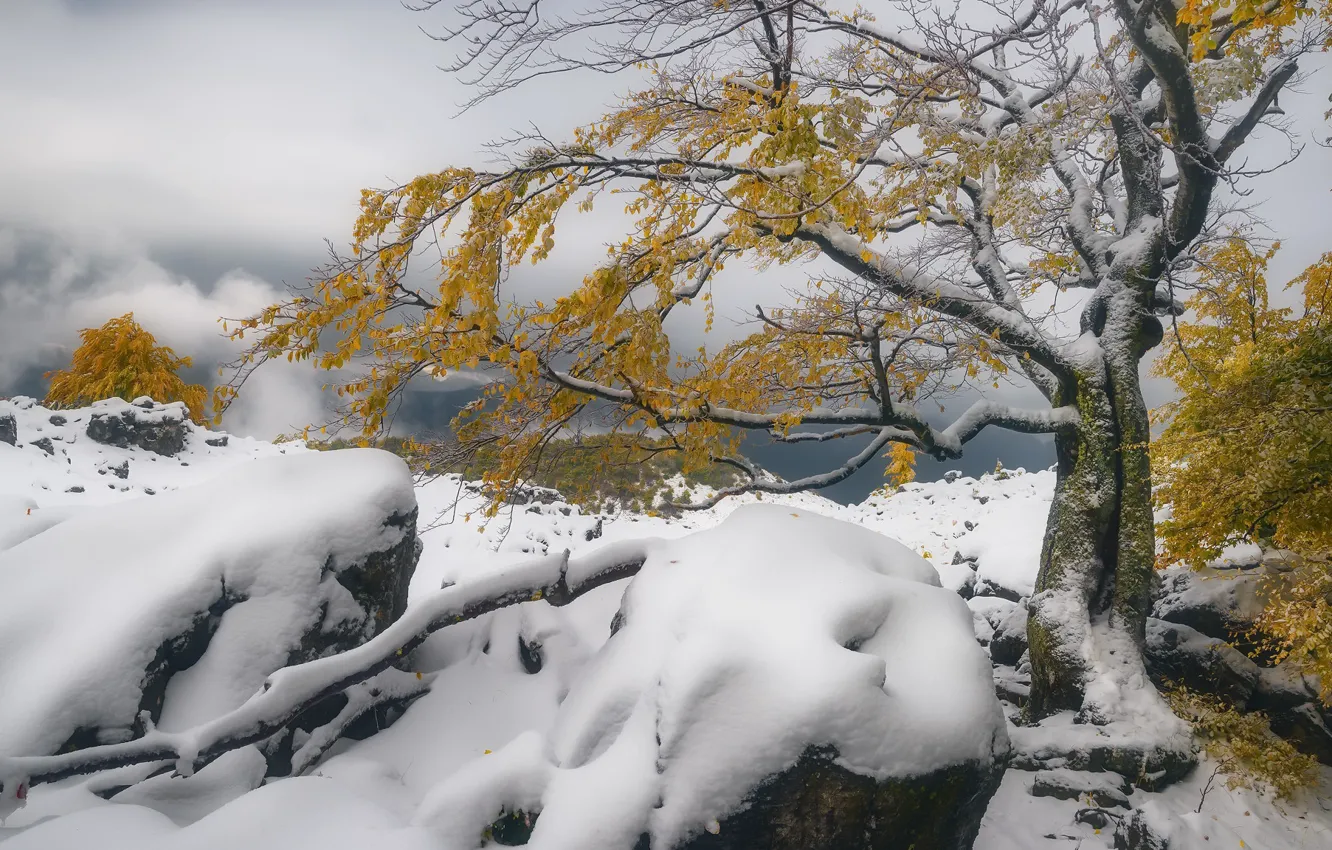 Photo wallpaper autumn, snow, trees