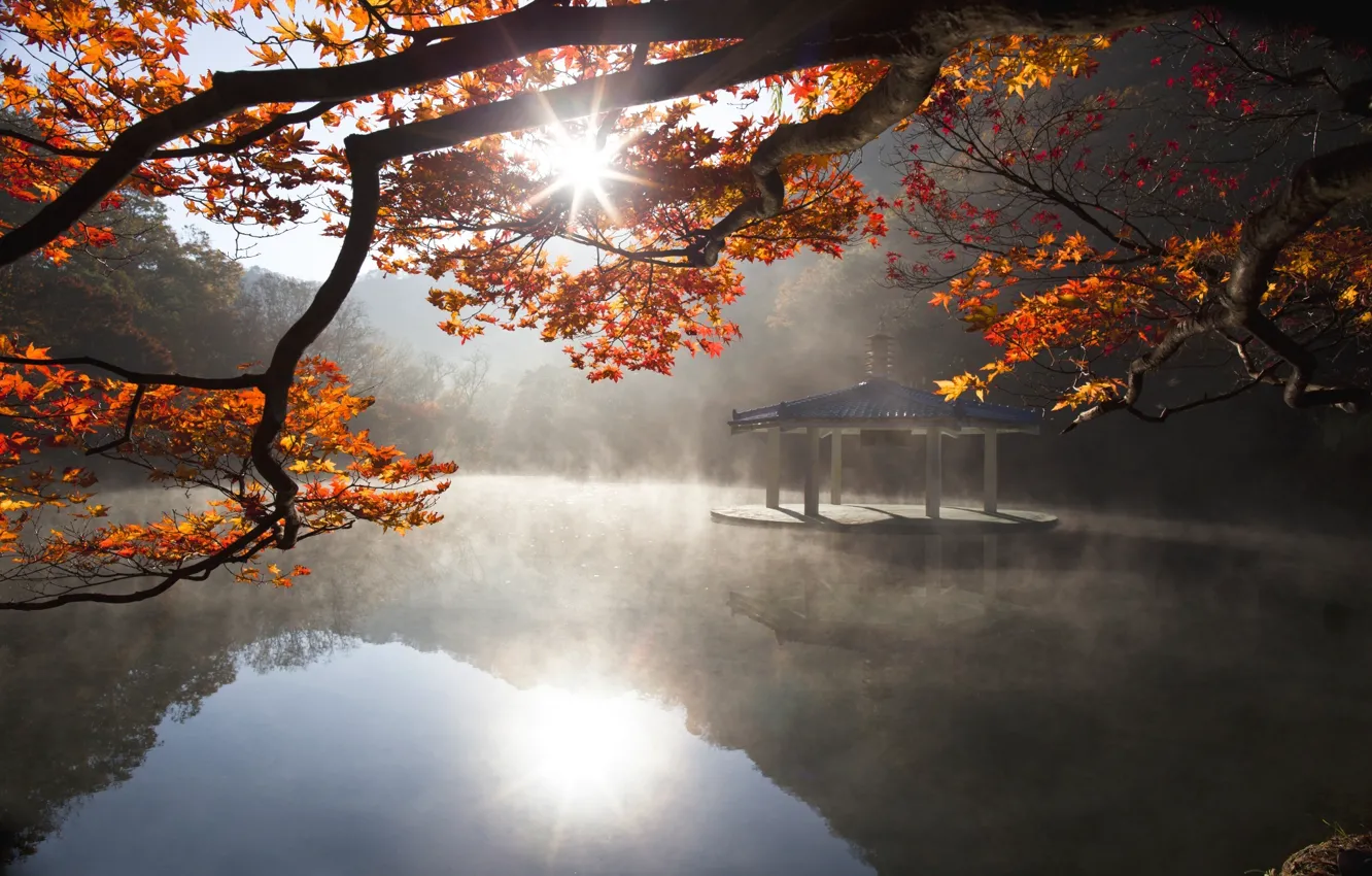 Photo wallpaper autumn, leaves, water, the sun, light, nature, lake, tree