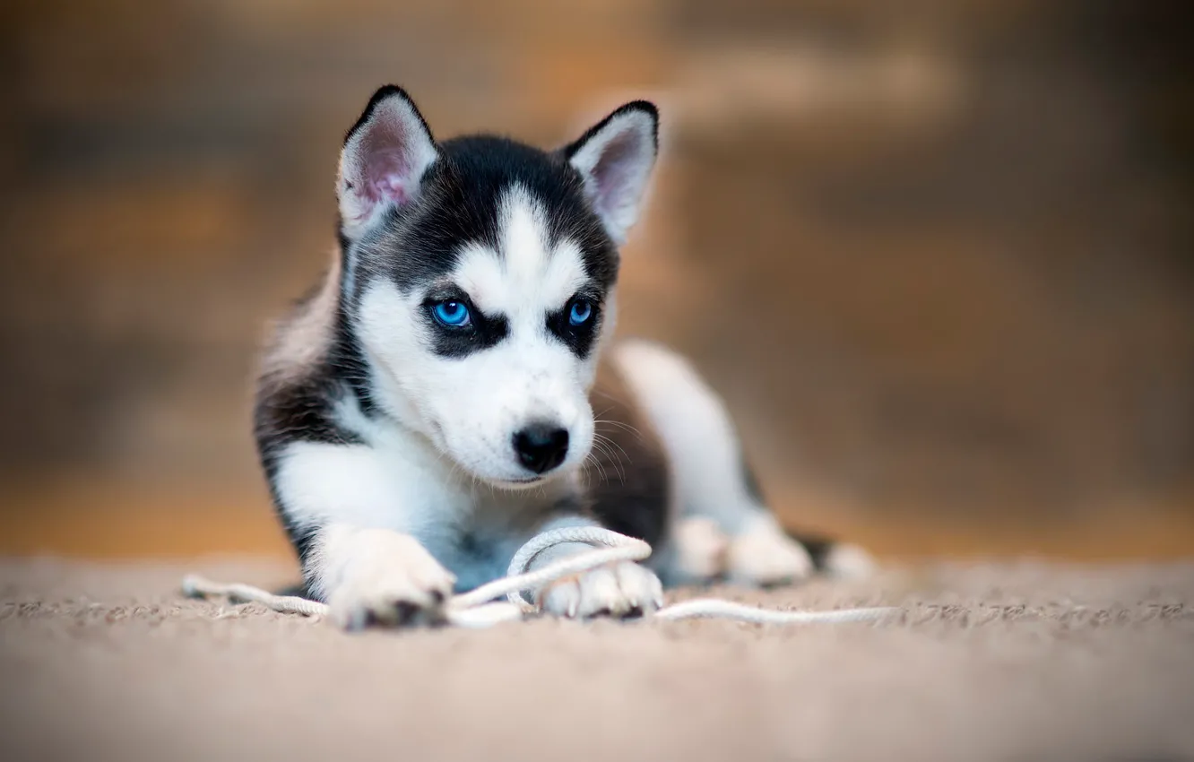 Photo wallpaper background, dog, puppy, blue eyes, face, rope, husky