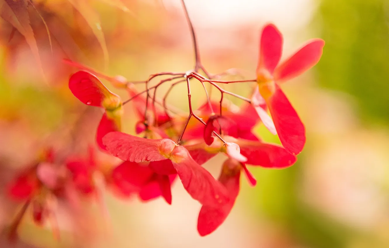 Photo wallpaper macro, nature, maple, bokeh, Lionfish, Japanese maple, Maple genevey