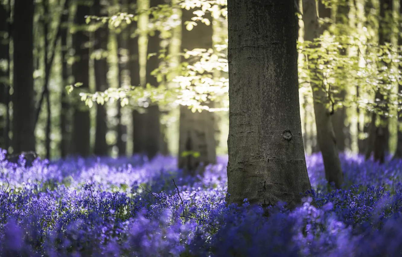 Photo wallpaper forest, light, nature, spring