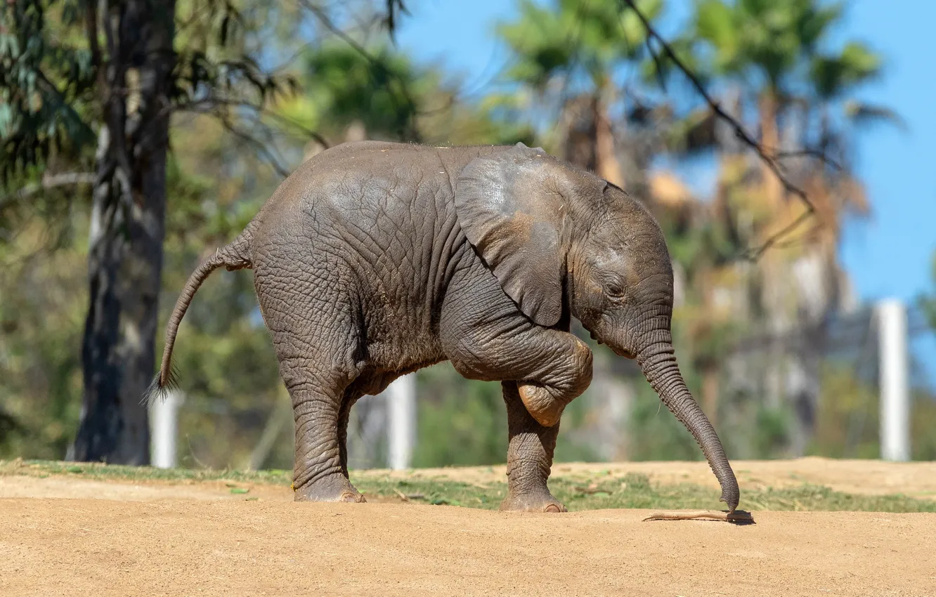 Photo wallpaper leaves, trees, branches, nature, pose, background, elephant, walk