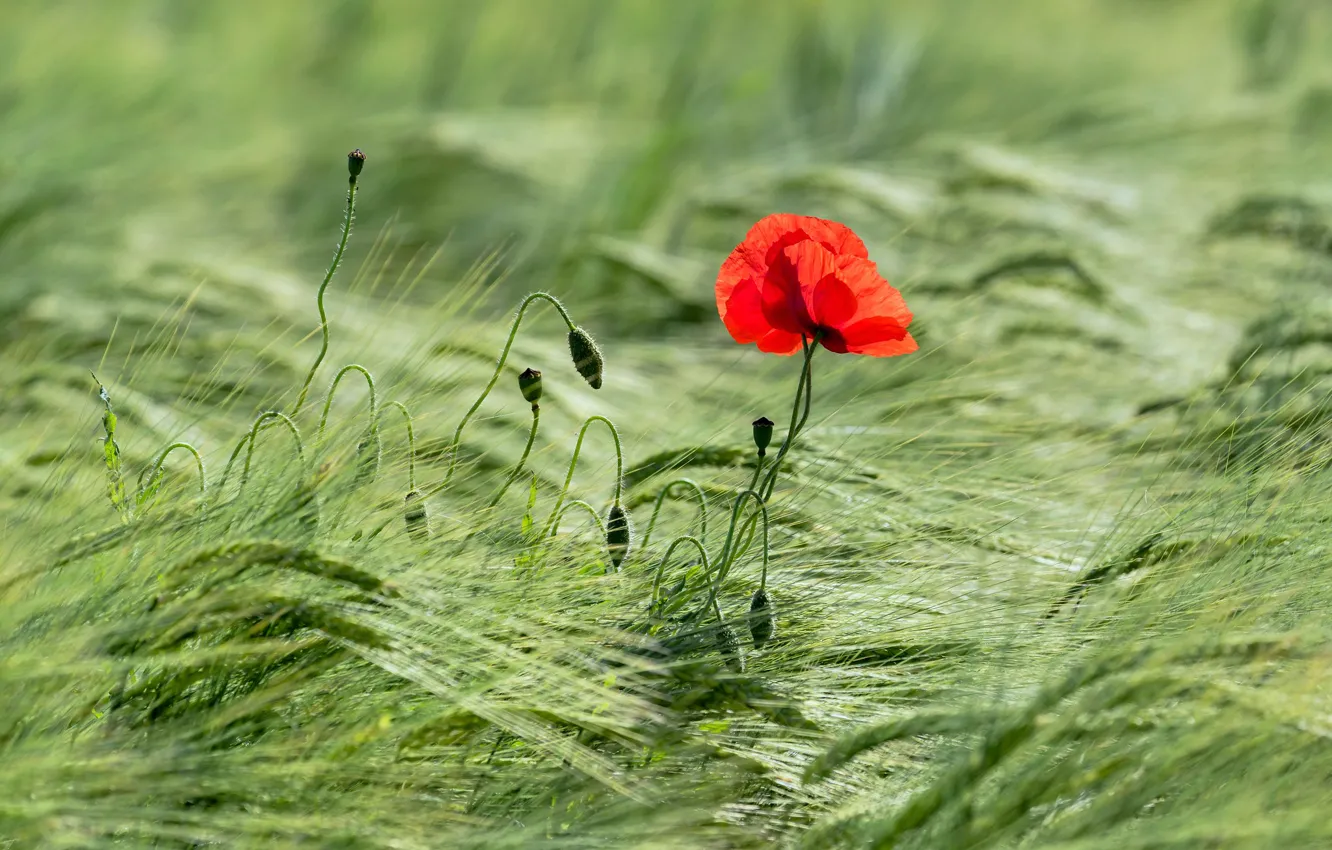 Photo wallpaper field, flowers, red, one, Mac, rye, Maki, spikelets