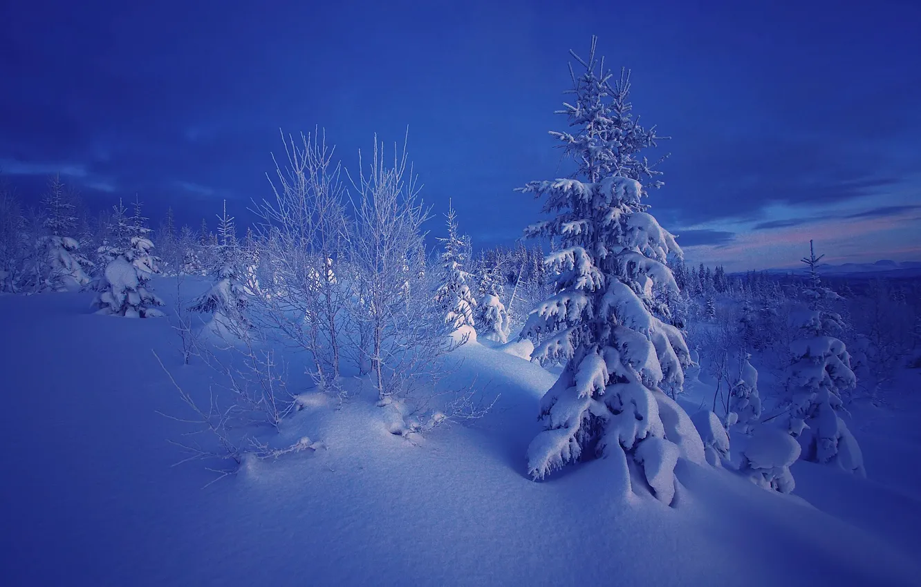 Photo wallpaper winter, snow, trees, nature, the evening, ate, Norway