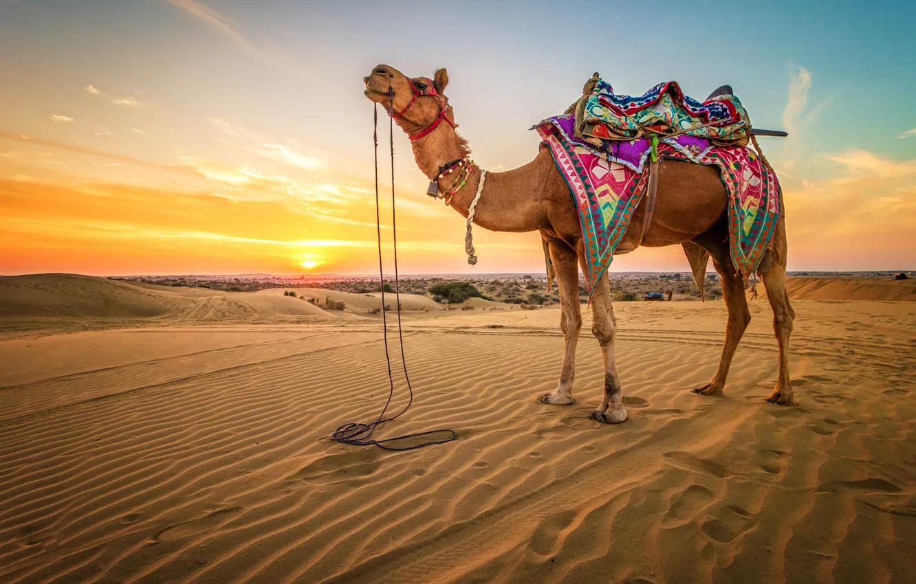 Photo wallpaper sand, the sky, the sun, landscape, desert, horizon, camel