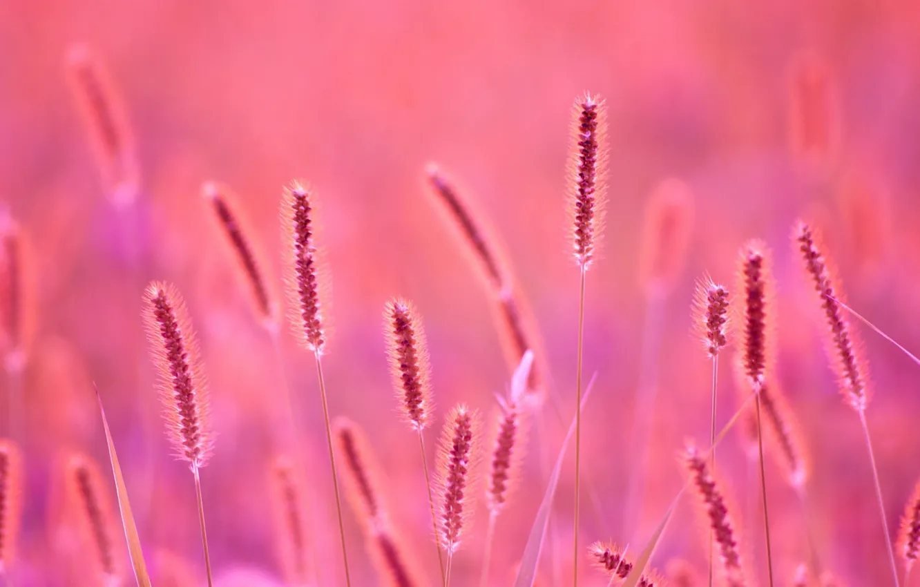 Photo wallpaper grass, plants, stem