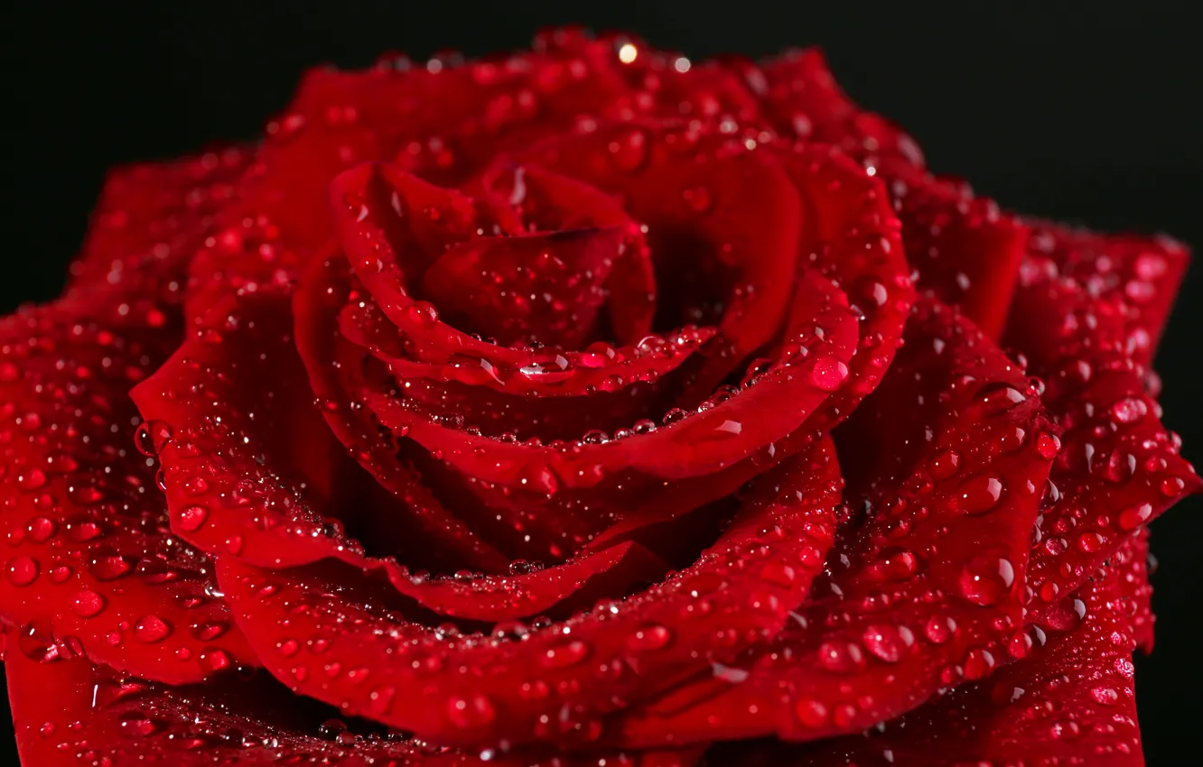 Photo wallpaper flower, drops, red, rose, petals, red, rose