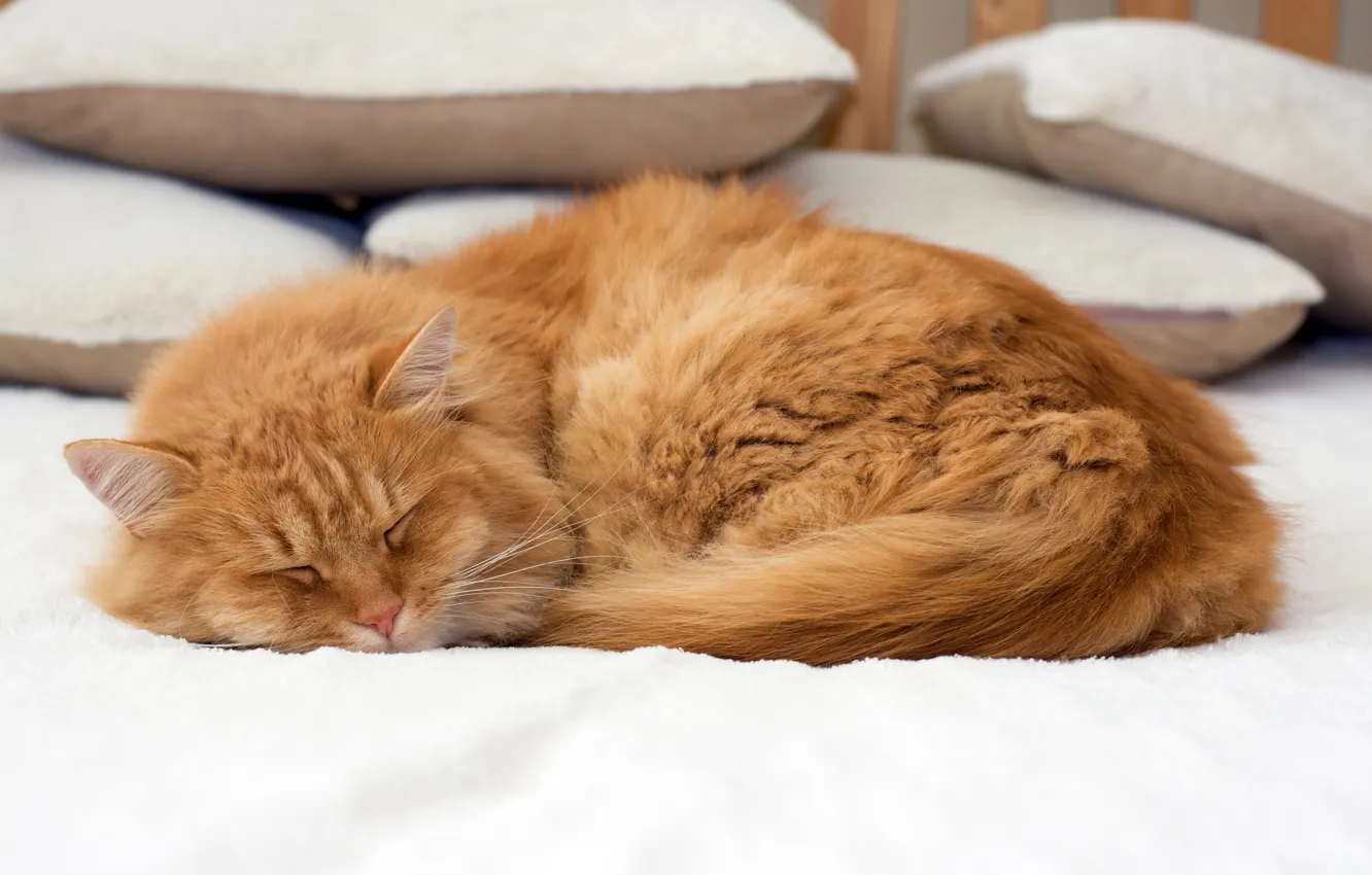 Photo wallpaper cat, cat, pillow, red, sleeping, bed, lies, bokeh