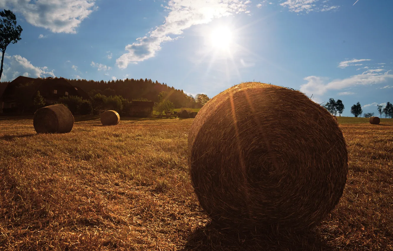 Photo wallpaper field, hay, Kip