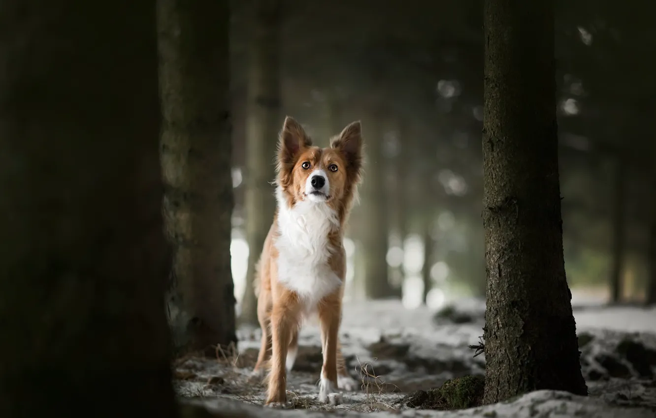 Photo wallpaper forest, each, dog
