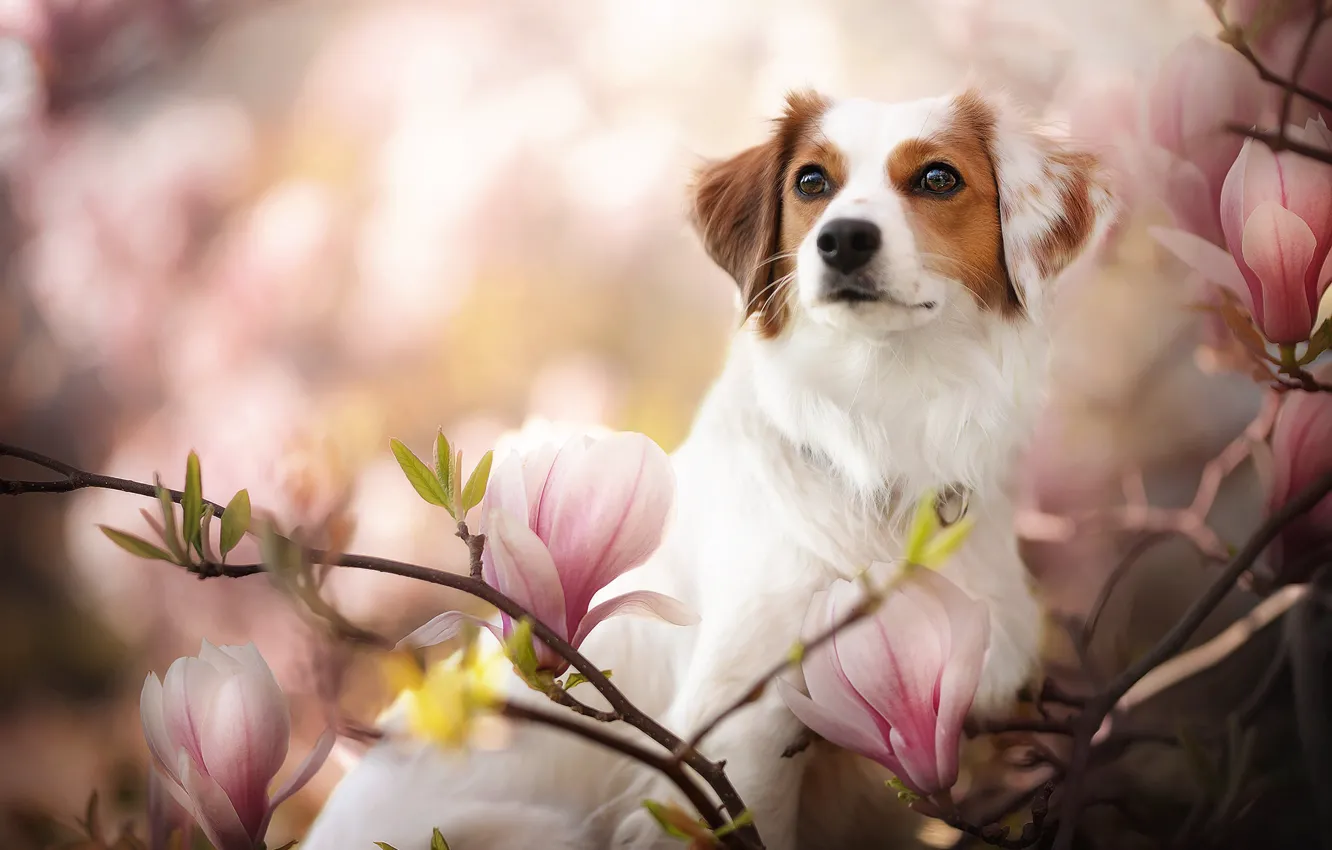 Photo wallpaper look, face, branches, dog, flowers, bokeh, Magnolia