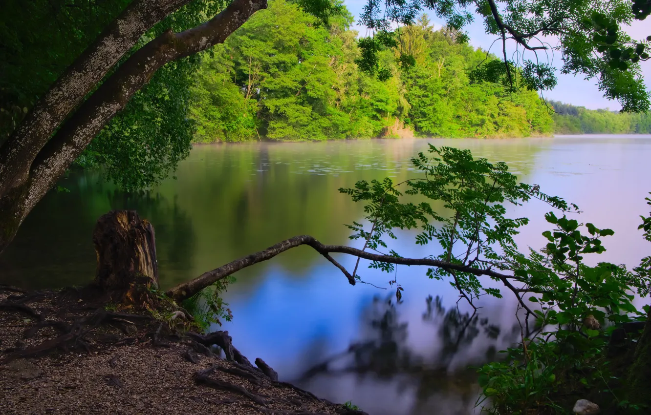 Photo wallpaper forest, trees, lake, Germany, Bayern, Steinsee