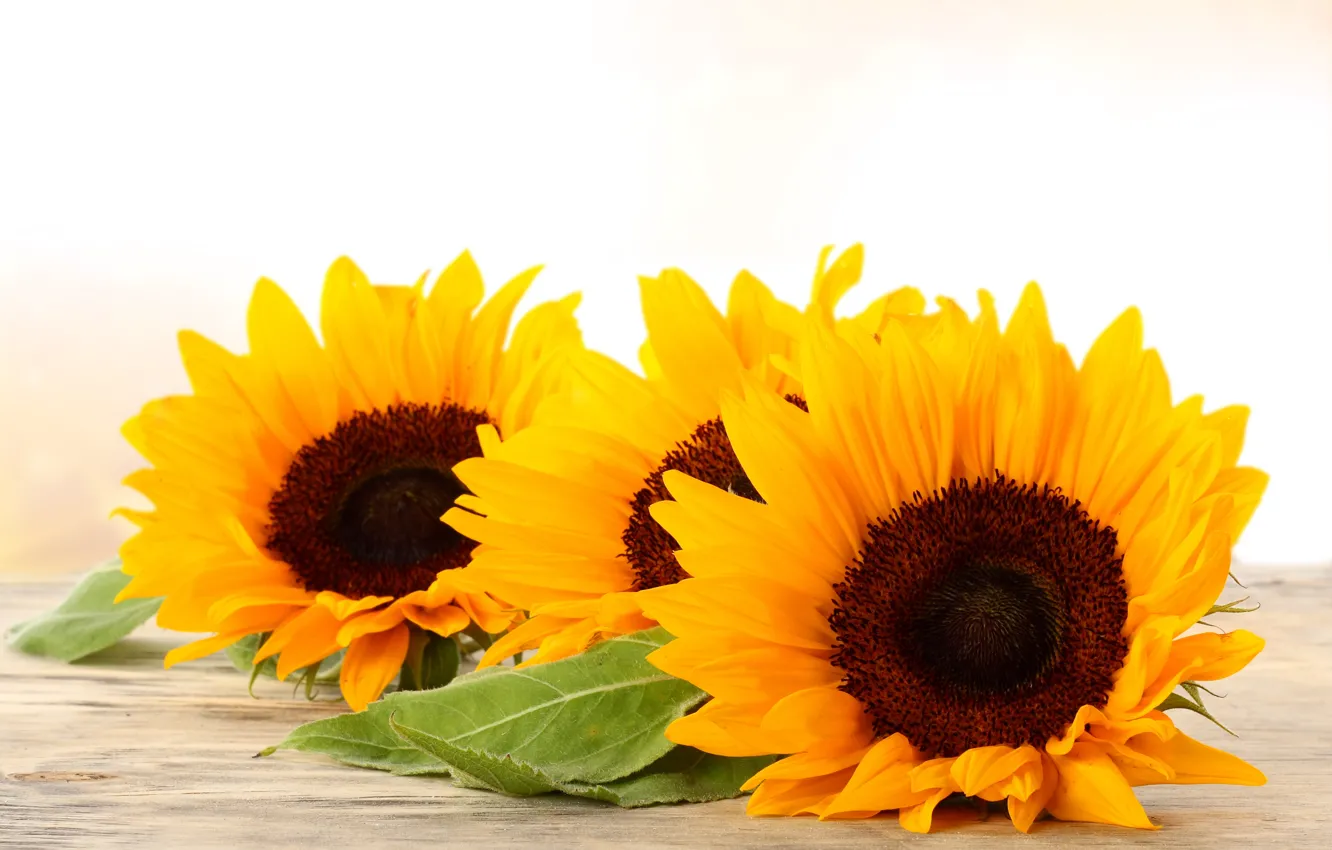 Photo wallpaper flowers, yellow, sunflower, gold, Golden, yellow, sunflower, flowers