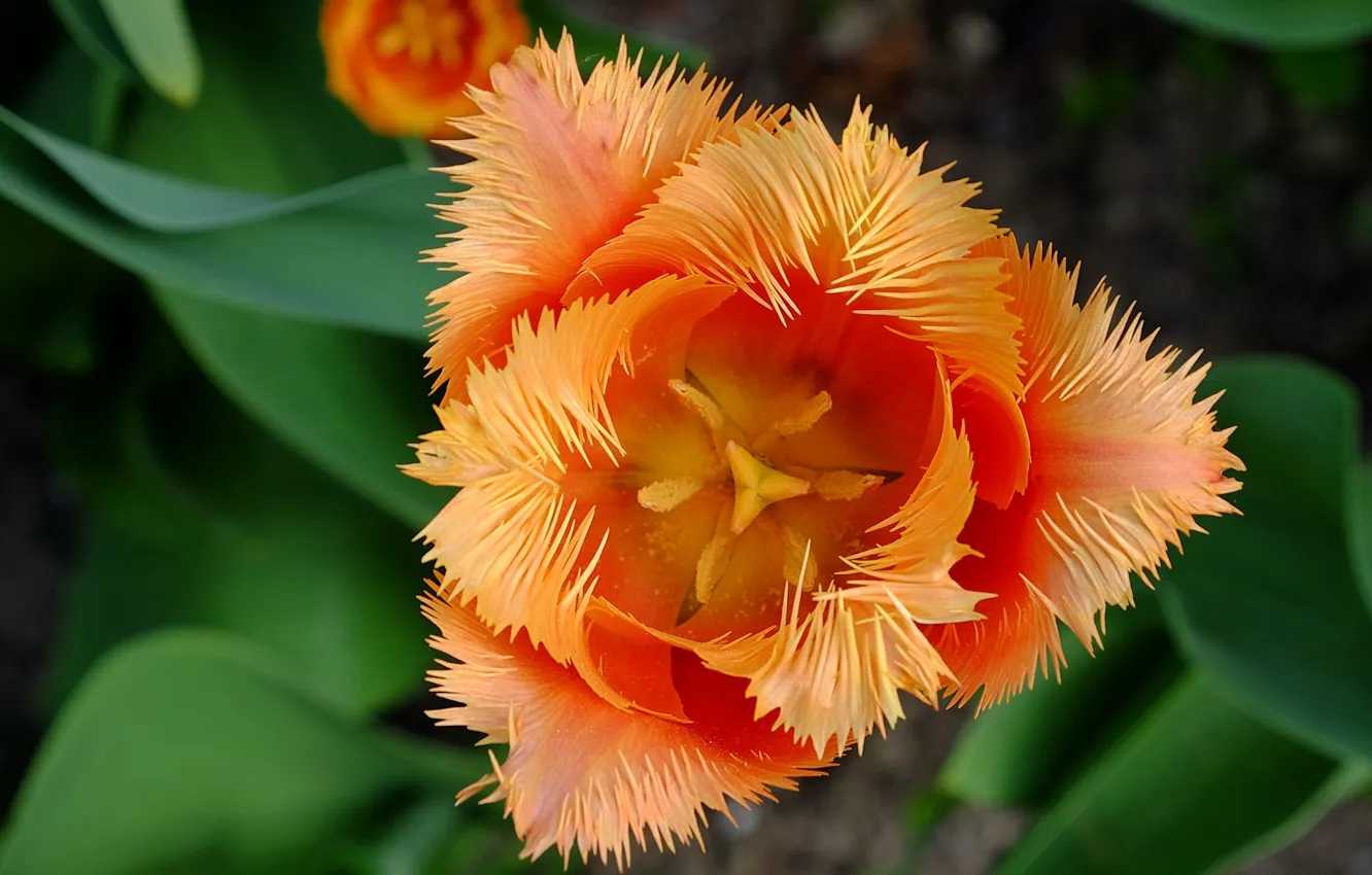 Photo wallpaper macro, orange, Tulip, petals