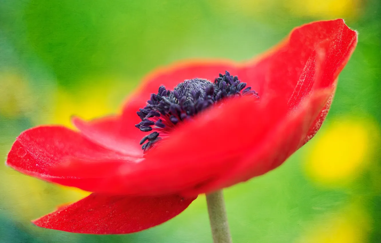Photo wallpaper macro, nature, petals, anemones