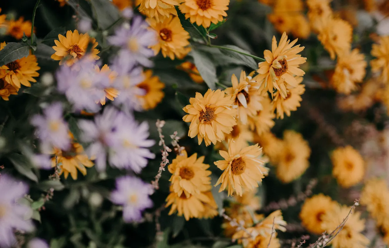 Photo wallpaper flowers, yellow, garden, flowerbed, bokeh