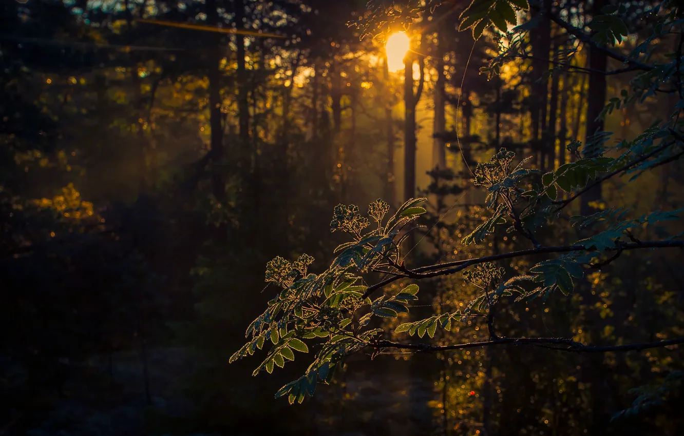 Photo wallpaper forest, the sun, branch, morning