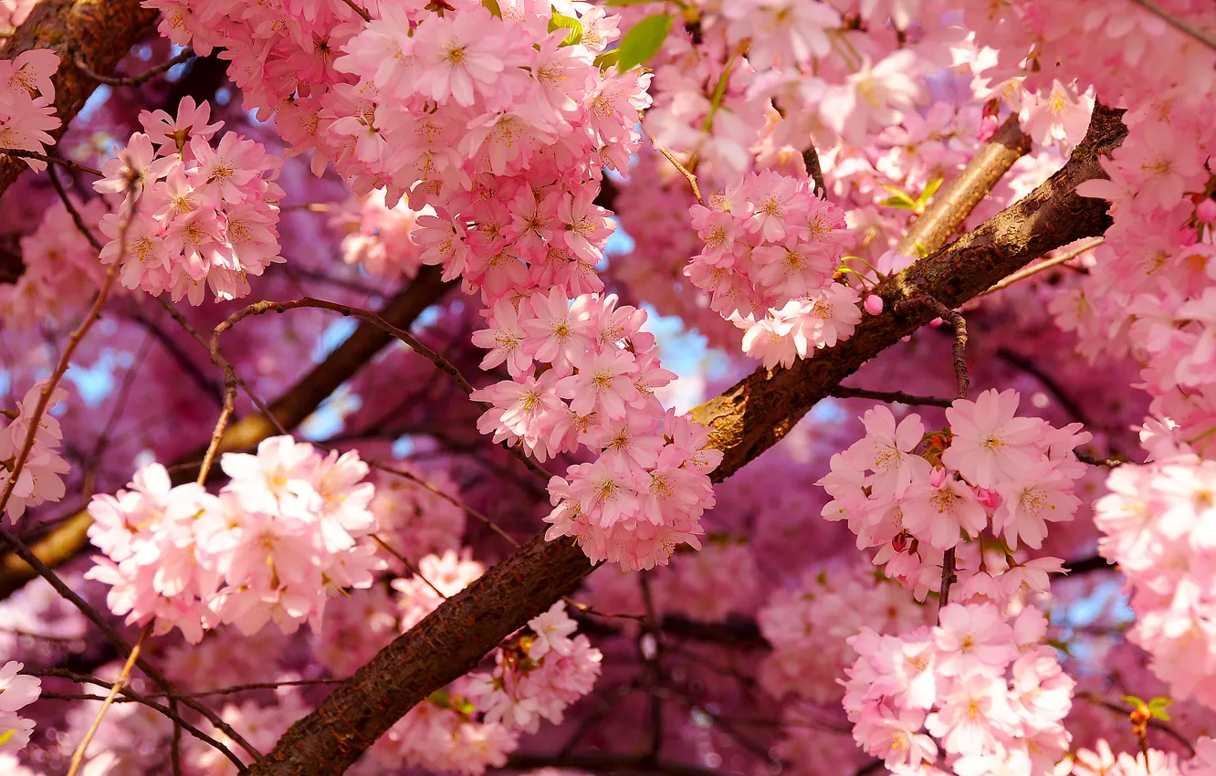 Photo wallpaper the sky, cherry, tree, spring, petals, flowering