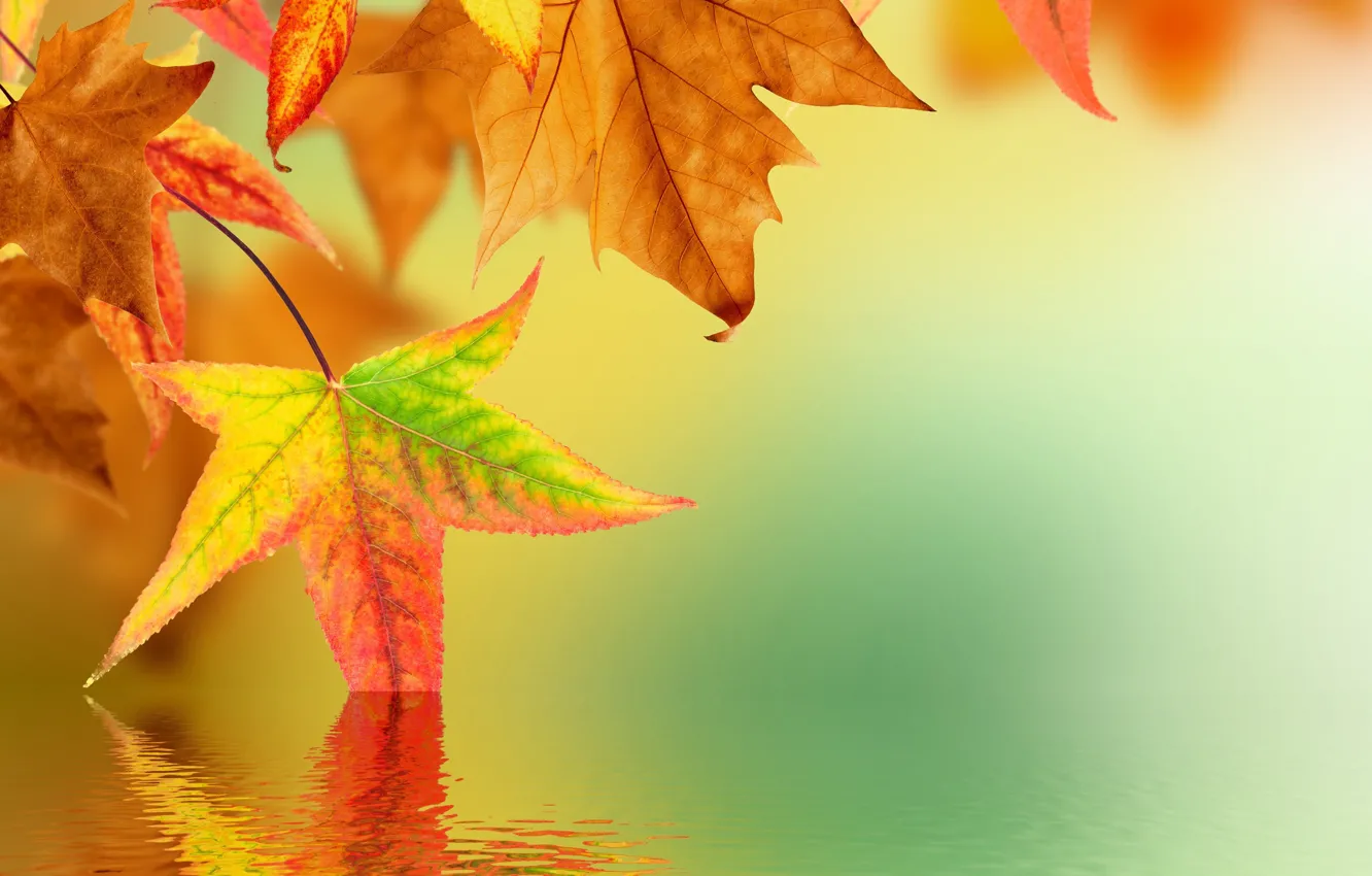Photo wallpaper autumn, leaves, water, reflection, blur