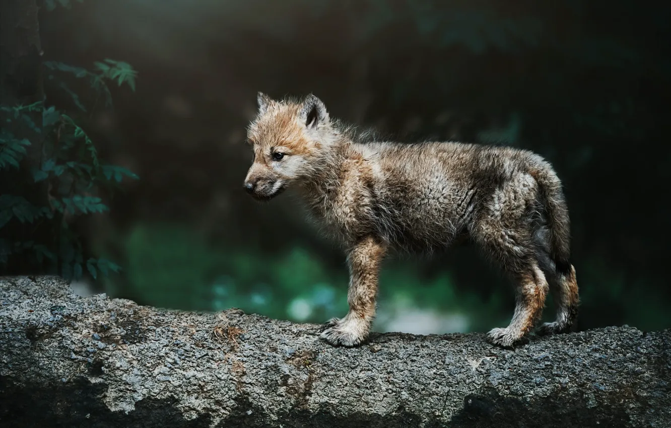 Photo wallpaper puppy, grey, baby, log, wolf, bokeh, foliage, the cub