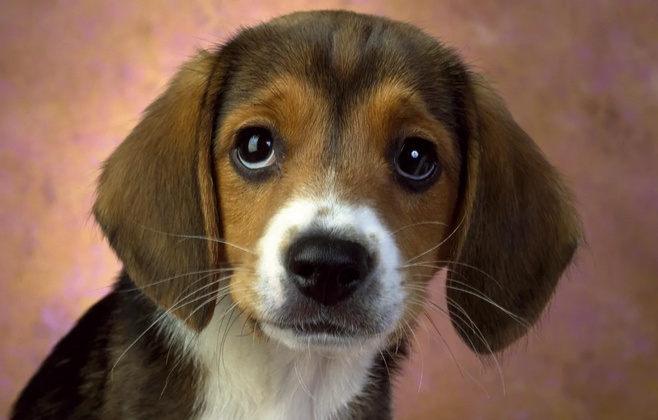 Photo wallpaper look, Wallpaper, puppy