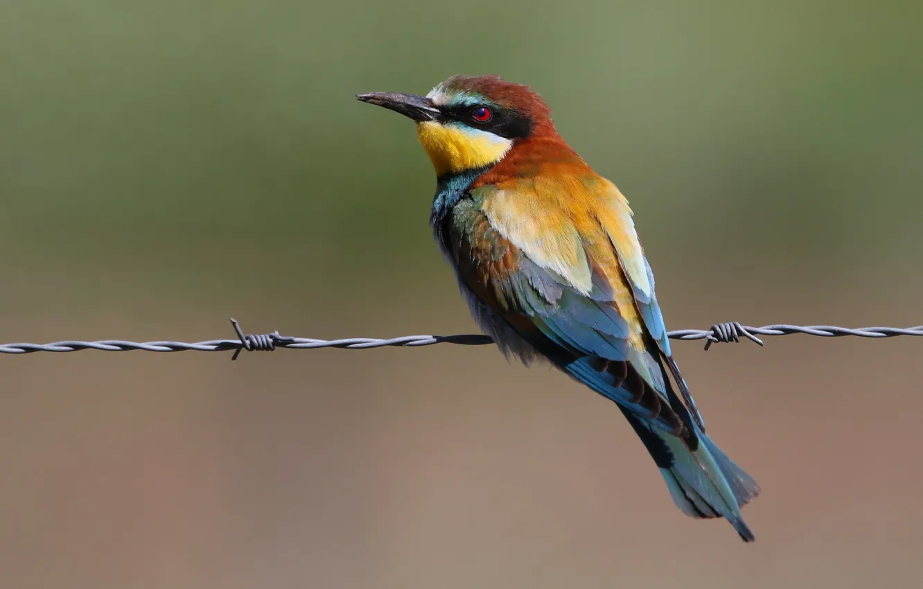 Photo wallpaper bird, barbed wire, European bee-eater