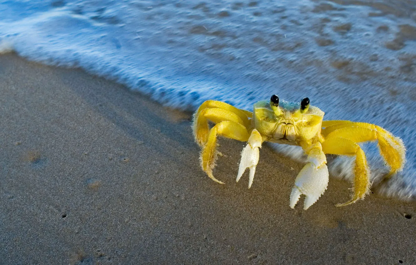 Photo wallpaper water, nature, shore, Atlantic crab-Ghost