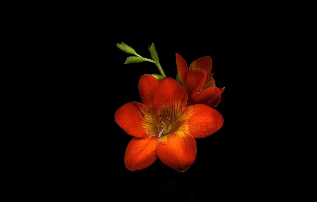 Photo wallpaper flower, light, background, shadow, petals
