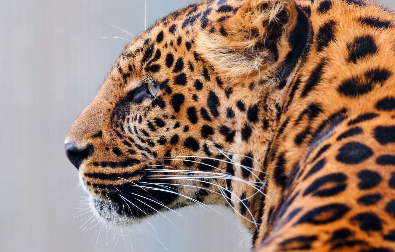 Photo wallpaper face, predator, leopard, profile
