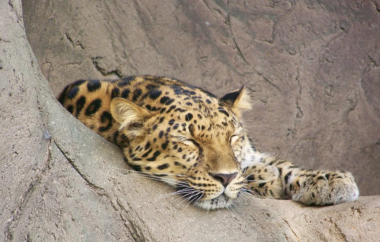 Photo wallpaper face, stay, sleep, predator, leopard