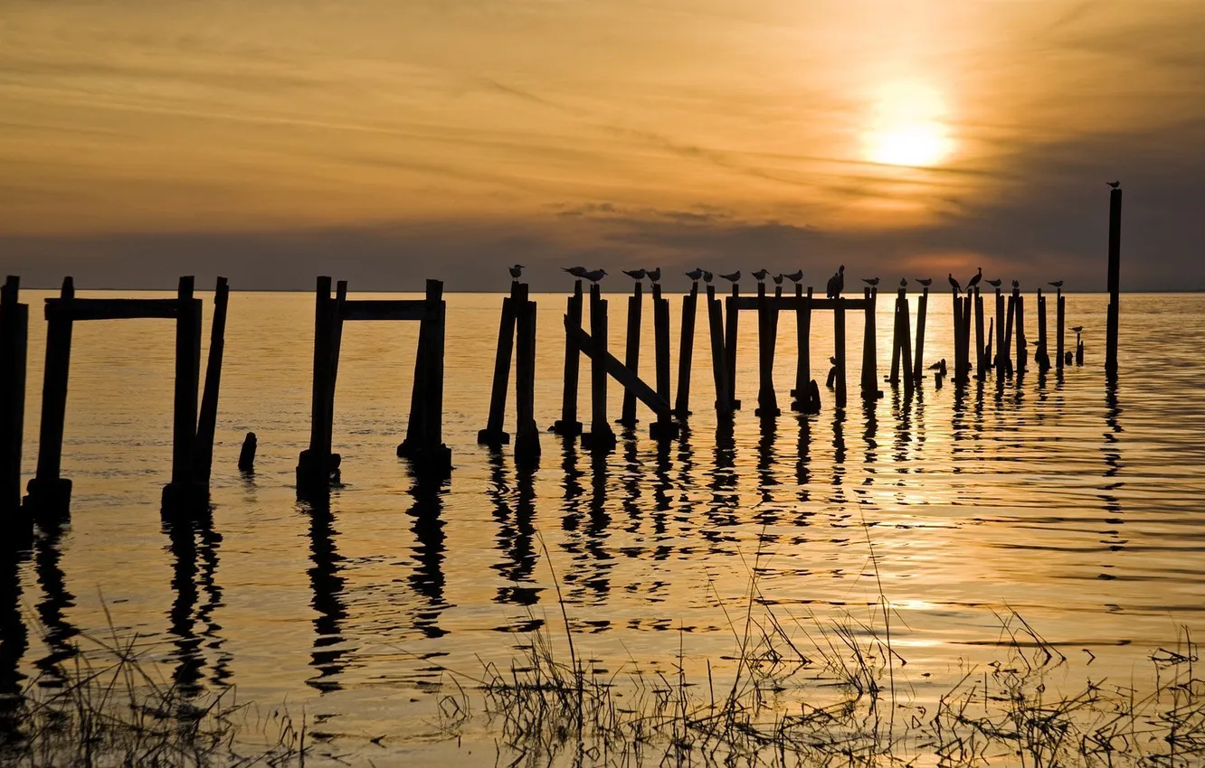 Photo wallpaper sea, sunset, bird