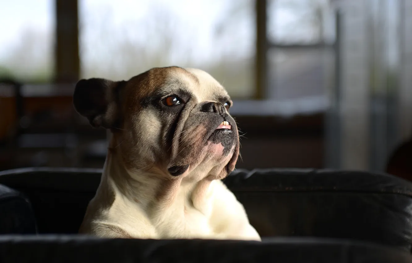 Photo wallpaper look, each, dog