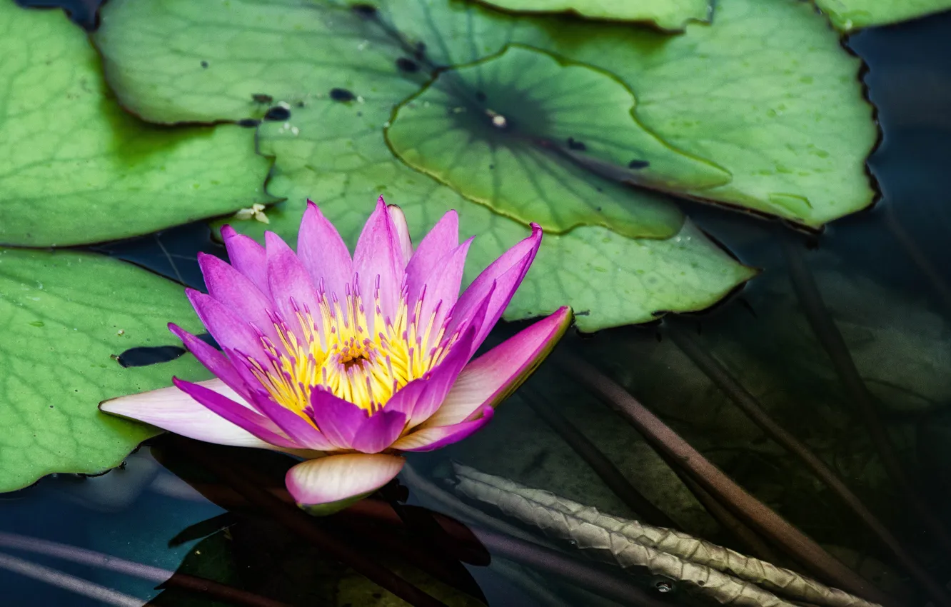 Photo wallpaper flower, pond, Lily, water, Chi Lin Nunnery, Diamond Hill, Water Lilies