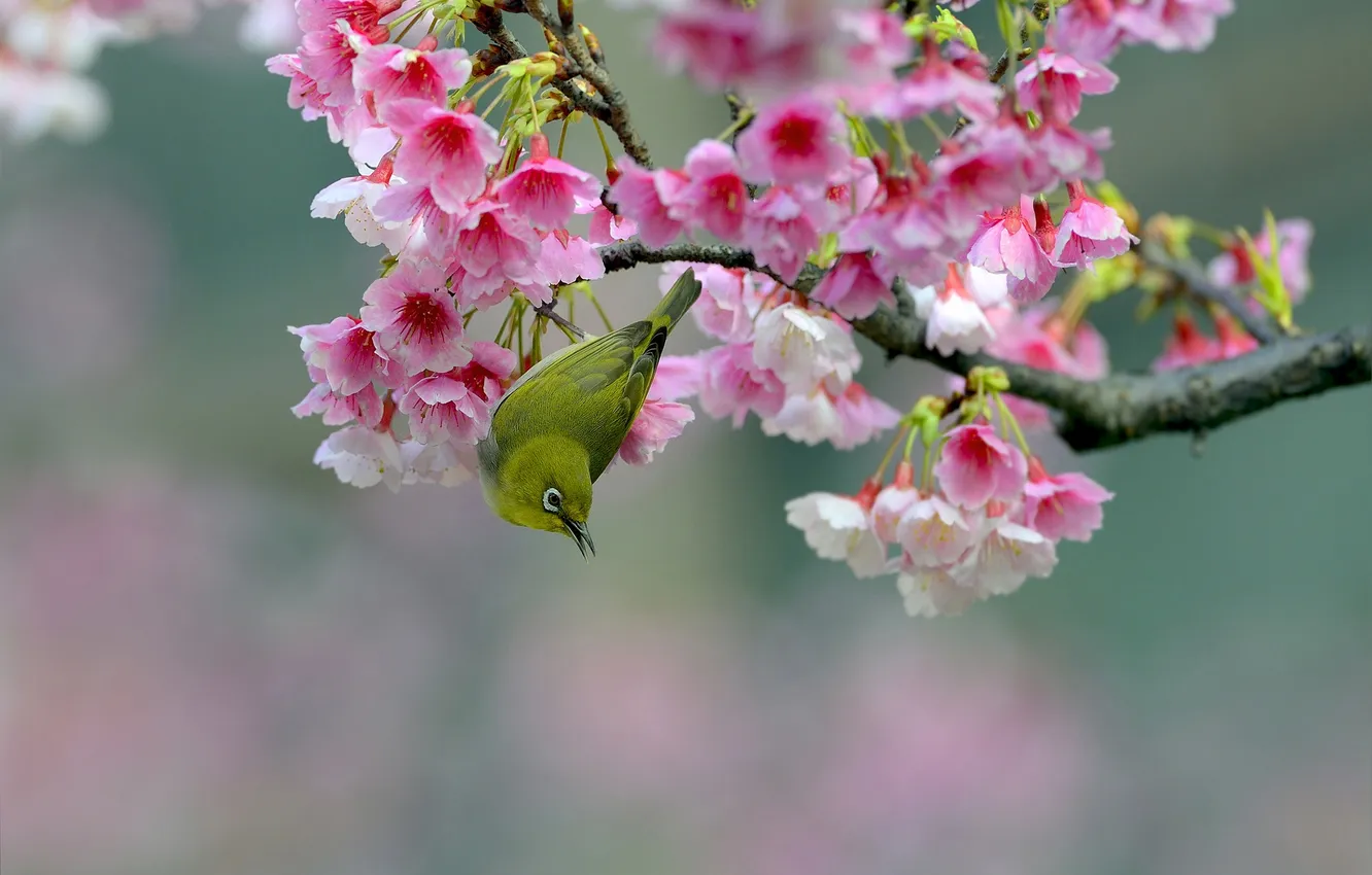 Photo wallpaper flowers, branches, cherry, bird, Sakura, flowering, Japanese white-eye