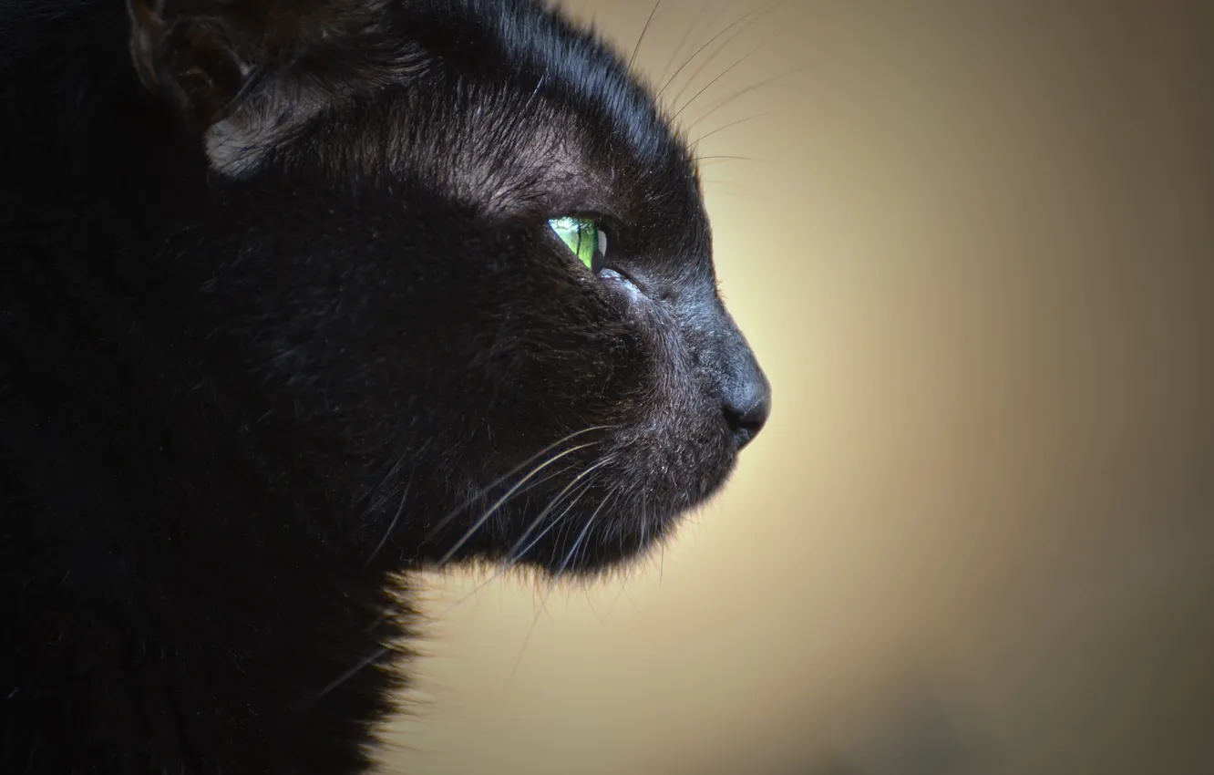 Photo wallpaper muzzle, black cat, in profile