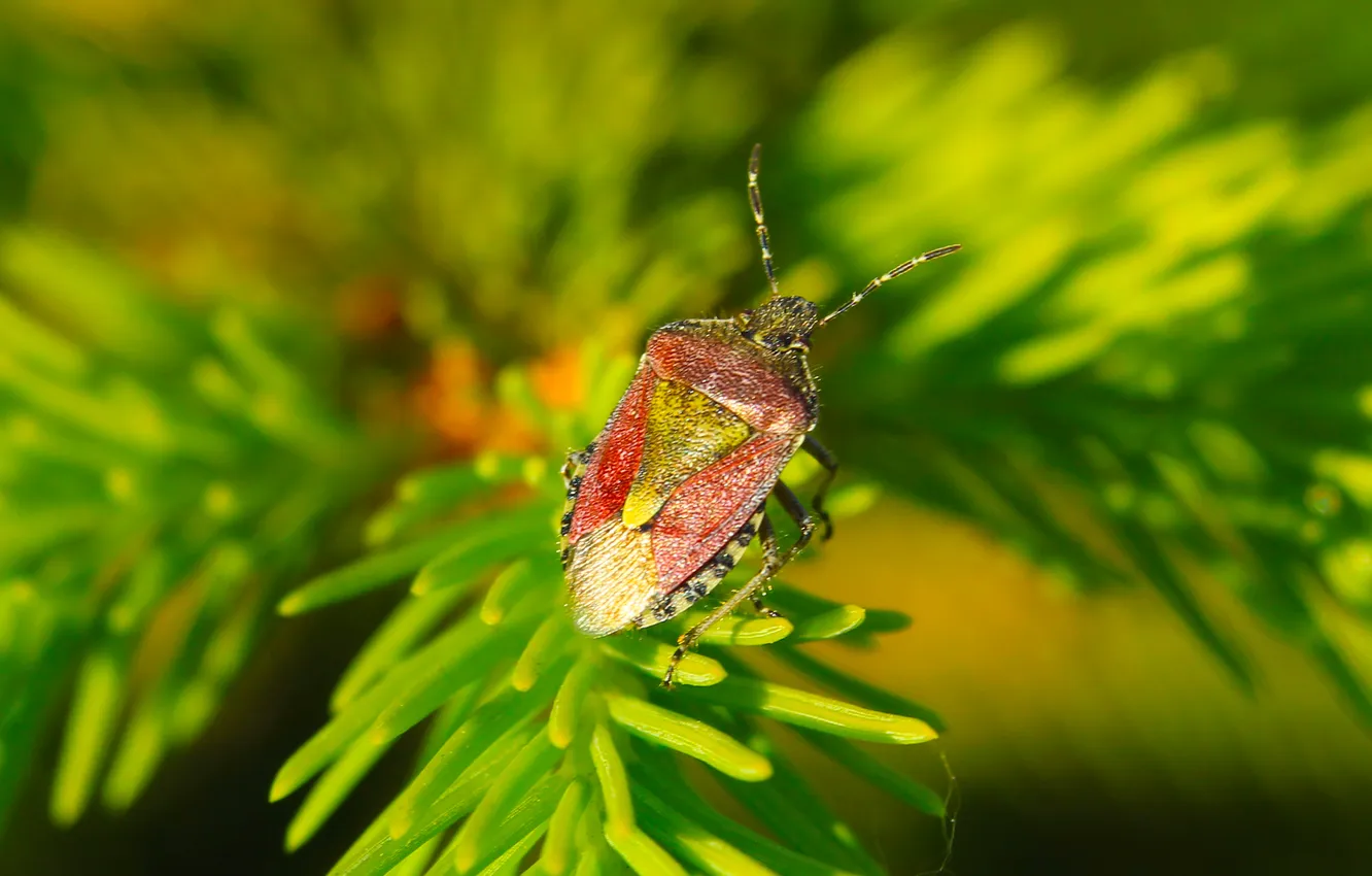 Photo wallpaper green, insect, twig