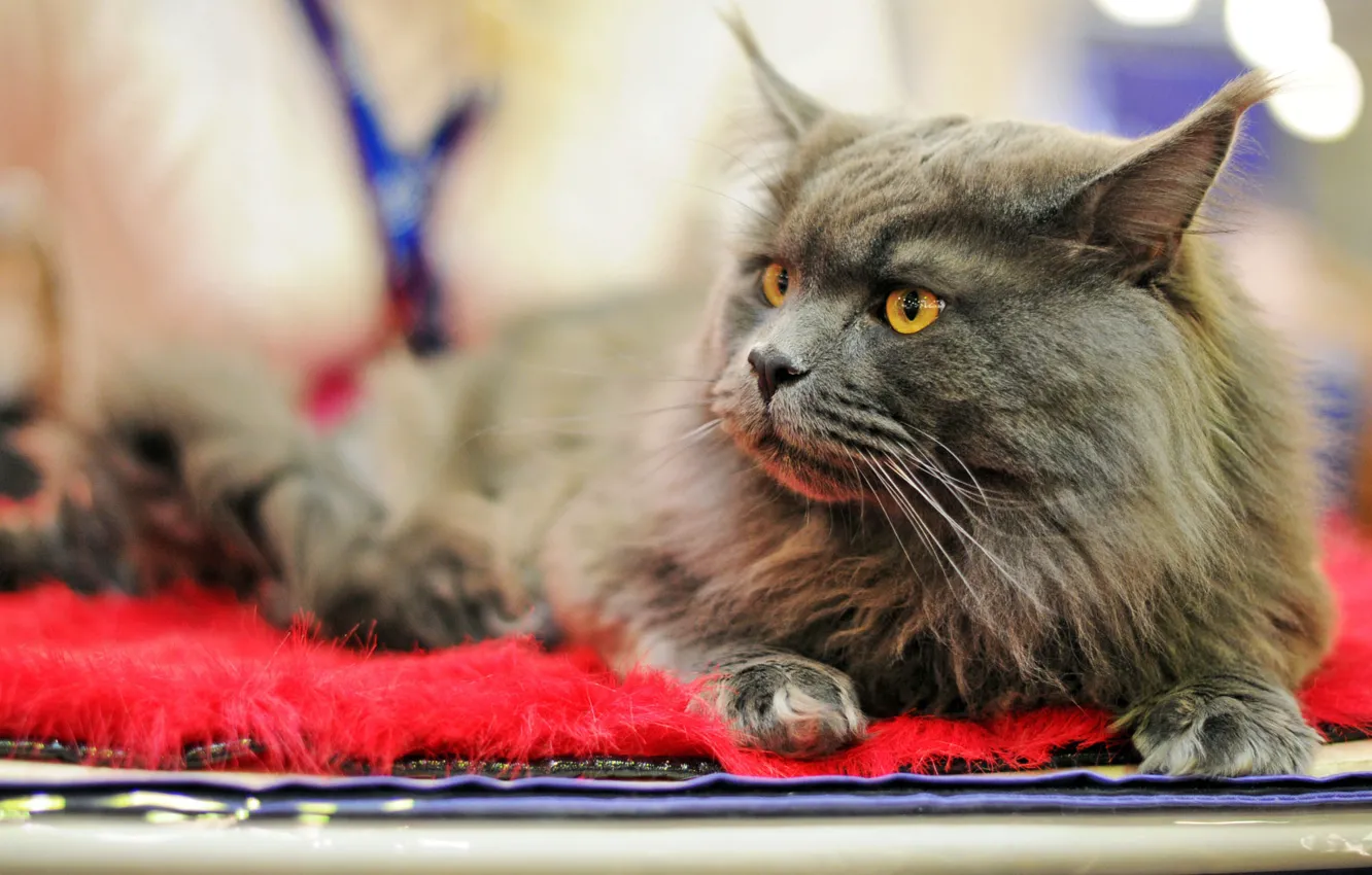 Photo wallpaper cat, cat, look, face, grey, lies, bokeh, Maine Coon