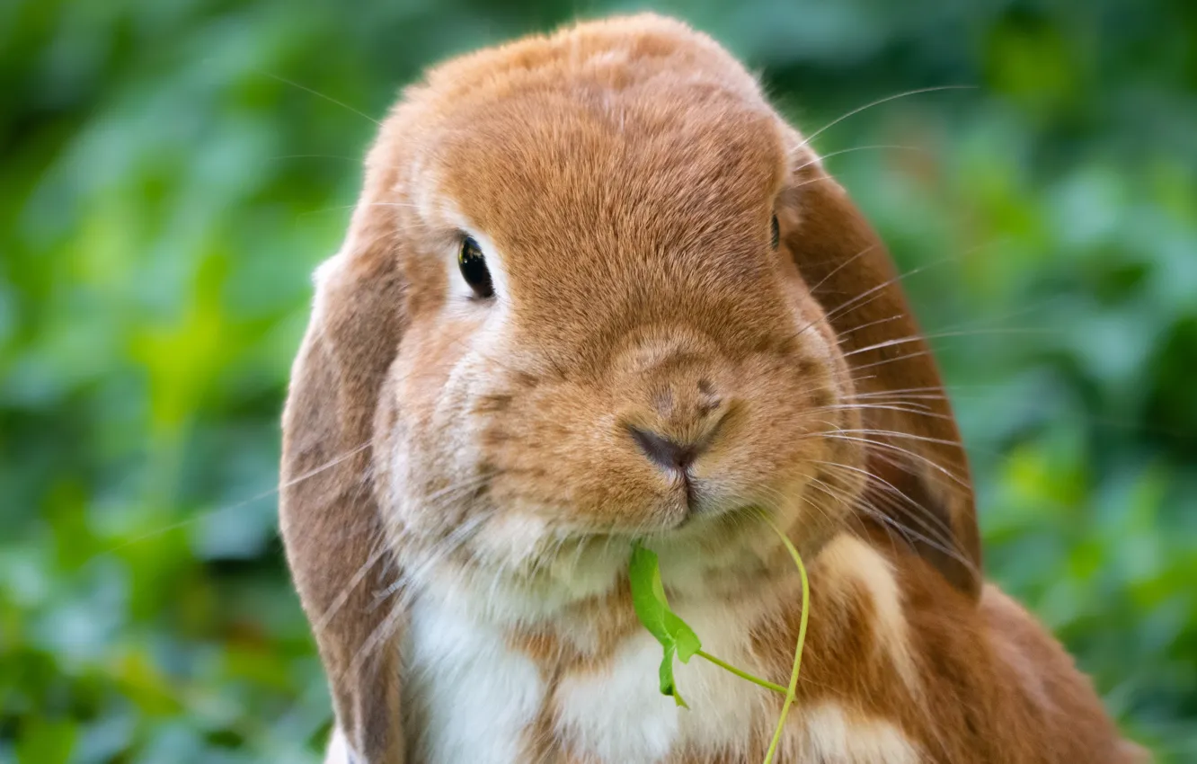 Photo wallpaper portrait, rabbit, fold, red, face, lunch, the lop - eared ram