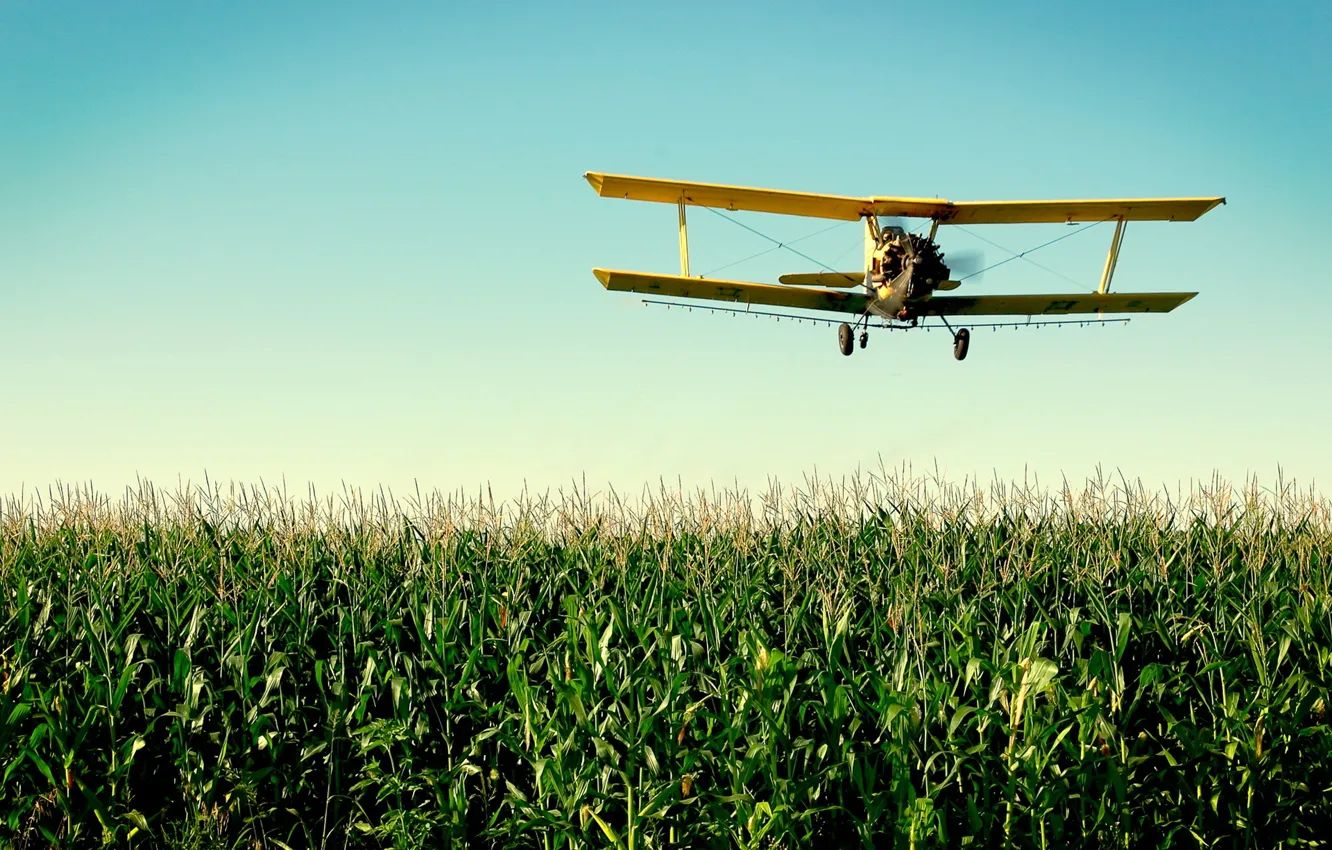Photo wallpaper corn, the plane, maize