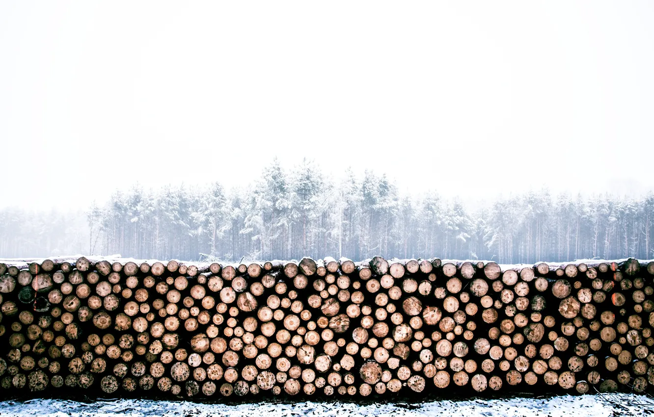 Photo wallpaper winter, forest, logs, wood