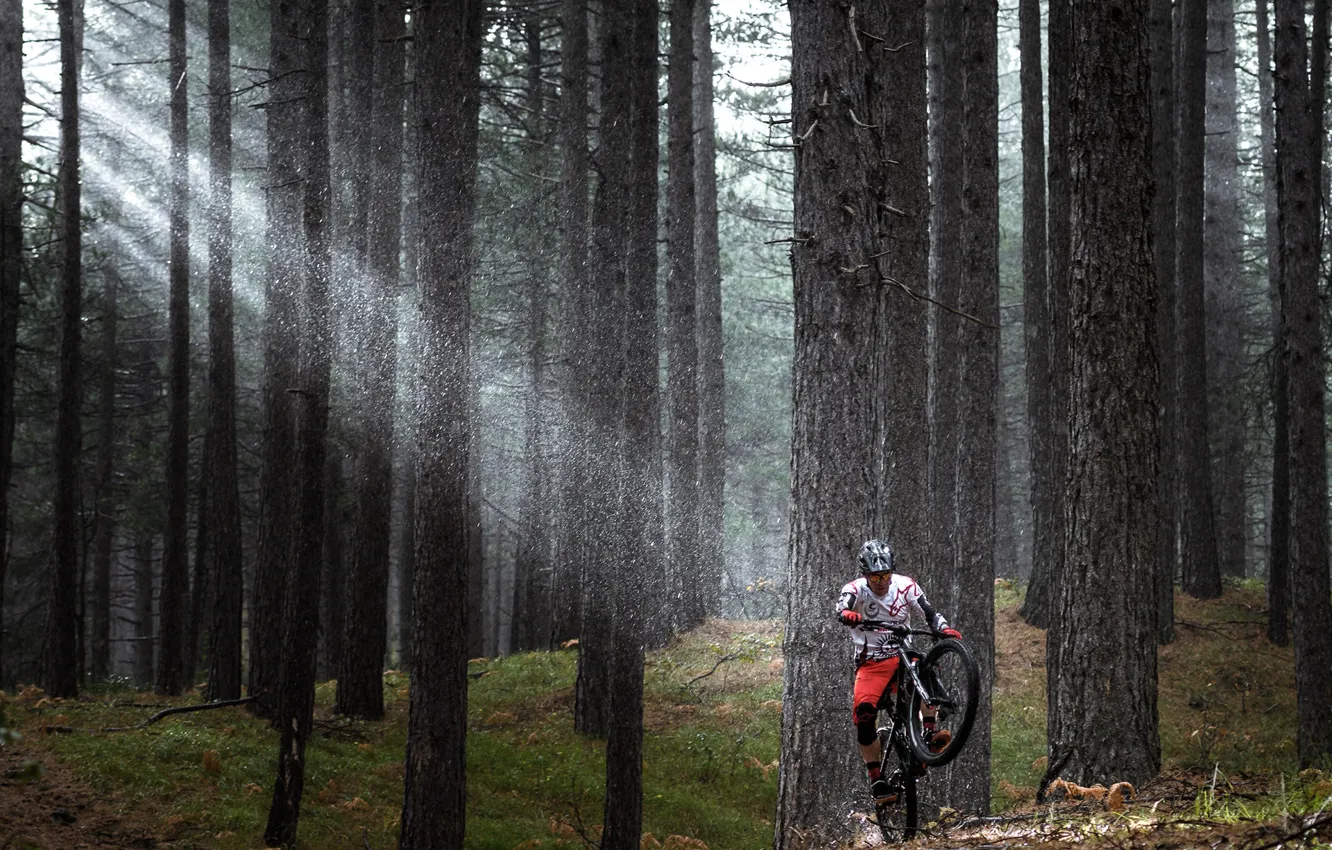 Photo wallpaper forest, trees, bike, cyclist, riding