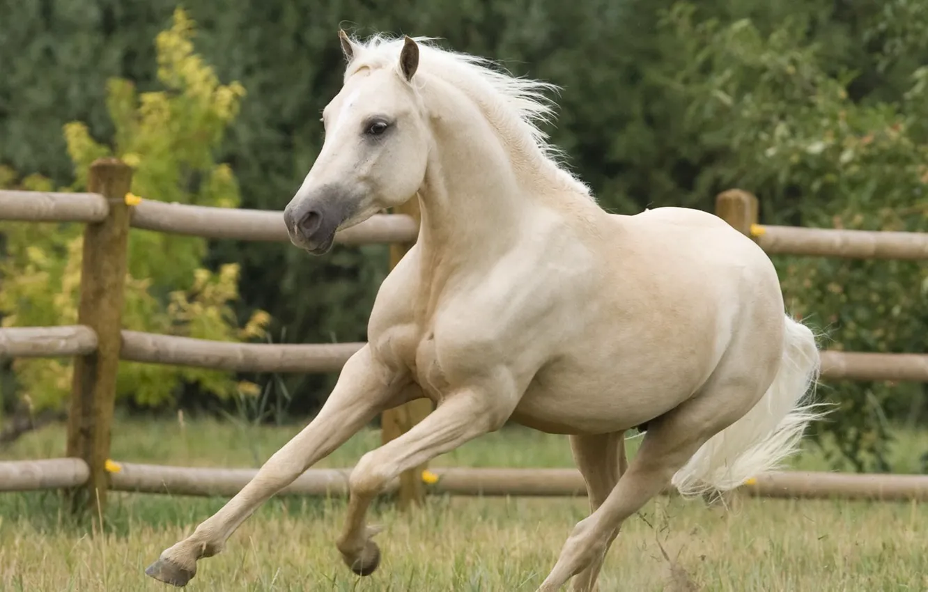 Photo wallpaper horse, horse, gallop